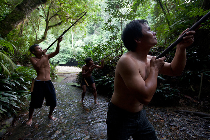 Sultanate of Brunei. Temburong. Ulu national Park. Ibans hunting.  Pascal Meunier