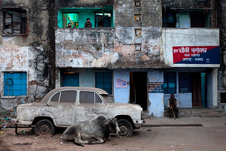 Inde. Lucknow. Vache et Hindustan Ambassador, deux symboles nationaux.  Pascal Meunier