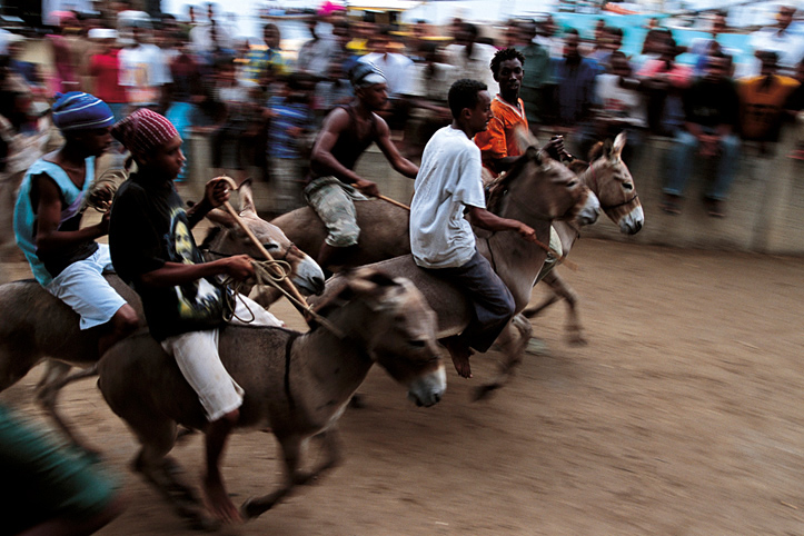 Kenya. Lamu. Moulid. Race of donkeys