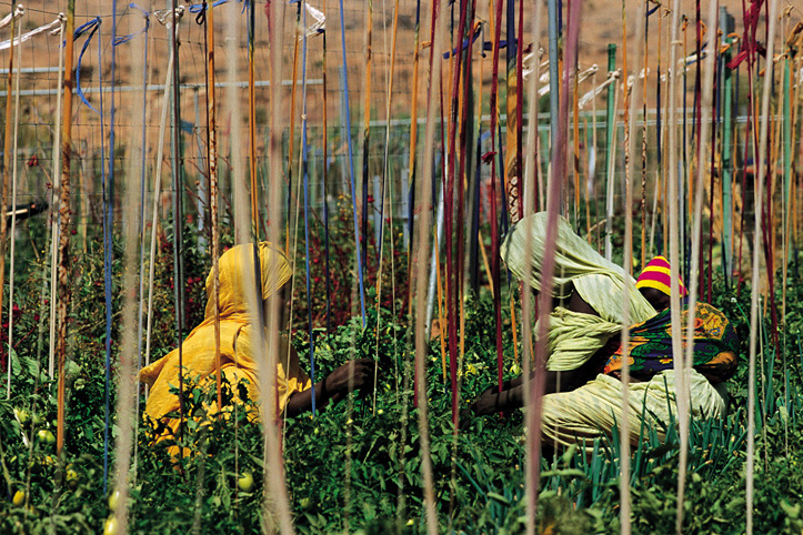 Mauritanie. Oualata. Rcolte au jardin potager