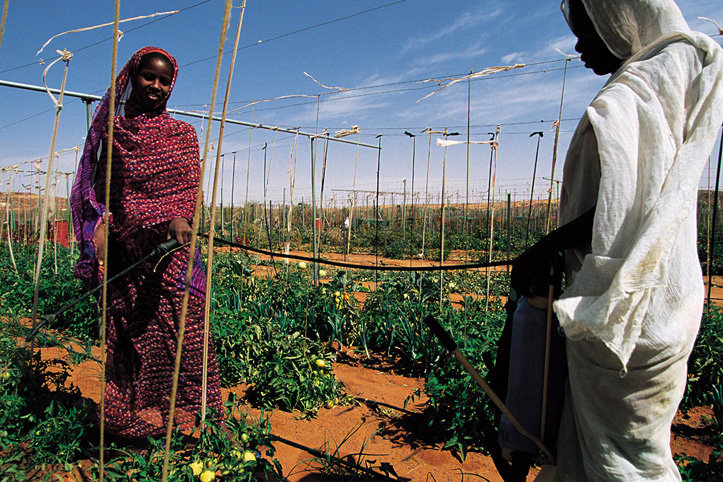 Mauritania. Oualata. Garden in Sahara